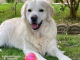 8 chiots Golden Retriever LOF d'avril 2026 à réserver