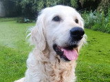 8 chiots Golden Retriever LOF d'avril 2026 à réserver
