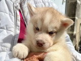 5 chiots Husky de Sibérie nés en mai 2026 LOF à réserver
