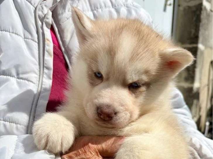 5 chiots Husky de Sibérie nés en mai 2026 LOF à réserver