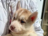 5 chiots Husky de Sibérie nés en mai 2026 LOF à réserver