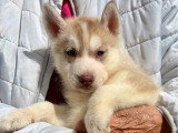 5 chiots Husky de Sibérie nés en mai 2026 LOF à réserver
