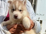 5 chiots Husky de Sibérie nés en mai 2026 LOF à réserver