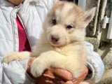 5 chiots Husky de Sibérie nés en mai 2026 LOF à réserver