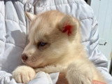 5 chiots Husky de Sibérie nés en mai 2026 LOF à réserver