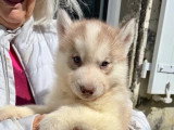 5 chiots Husky de Sibérie nés en mai 2026 LOF à réserver
