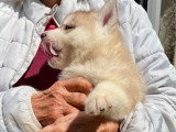5 chiots Husky de Sibérie nés en mai 2026 LOF à réserver