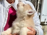 5 chiots Husky de Sibérie nés en mai 2026 LOF à réserver