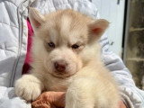 5 chiots Husky de Sibérie nés en mai 2026 LOF à réserver
