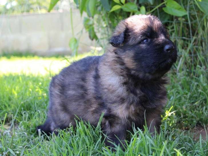 2 chiots Berger Allemand mâles poil long LOF nés avril 2026 à réserver