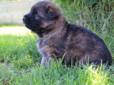 2 chiots Berger Allemand mâles poil long LOF nés avril 2026 à réserver
