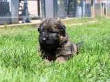 2 chiots Berger Allemand mâles poil long LOF nés avril 2026 à réserver