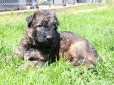 2 chiots Berger Allemand mâles poil long LOF nés avril 2026 à réserver