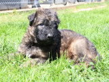 2 chiots Berger Allemand mâles poil long LOF nés avril 2026 à réserver