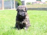 2 chiots Berger Allemand mâles poil long LOF nés avril 2026 à réserver