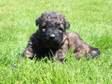 2 chiots Berger Allemand mâles poil long LOF nés avril 2026 à réserver