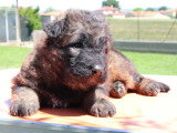 2 chiots Berger Allemand mâles poil long LOF nés avril 2026 à réserver