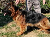 2 chiots Berger Allemand mâles poil long LOF nés avril 2026 à réserver