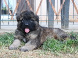 2 chiots Berger Allemand mâles poil long LOF nés avril 2026 à réserver