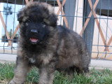 2 chiots Berger Allemand mâles poil long LOF nés avril 2026 à réserver