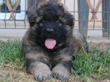 2 chiots Berger Allemand mâles poil long LOF nés avril 2026 à réserver