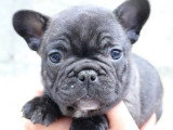 8 chiots Bouledogue Français non LOF de mars 2026 à réserver