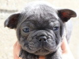 8 chiots Bouledogue Français non LOF de mars 2026 à réserver