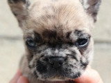 8 chiots Bouledogue Français non LOF de mars 2026 à réserver
