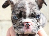 8 chiots Bouledogue Français non LOF de mars 2026 à réserver