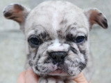 8 chiots Bouledogue Français non LOF de mars 2026 à réserver