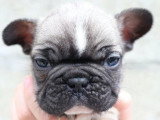 8 chiots Bouledogue Français non LOF de mars 2026 à réserver