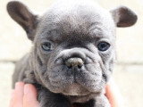 8 chiots Bouledogue Français non LOF de mars 2026 à réserver
