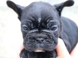 8 chiots Bouledogue Français non LOF de mars 2026 à réserver