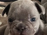2 chiots Bouledogue Français mâles bleus d'avril 2026 à réserver non LOF