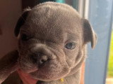 2 chiots Bouledogue Français mâles bleus d'avril 2026 à réserver non LOF