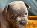 2 chiots Bouledogue Français mâles bleus d'avril 2026 à réserver non LOF