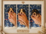 Chiots Beagle à vendre
