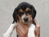 Chiots Beagle à vendre