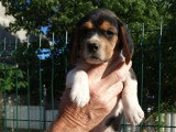 Chiots Beagle à vendre