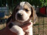 Chiots Beagle à vendre