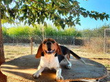 Chiots Beagle à vendre
