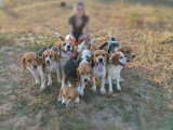 Chiots Beagle à vendre