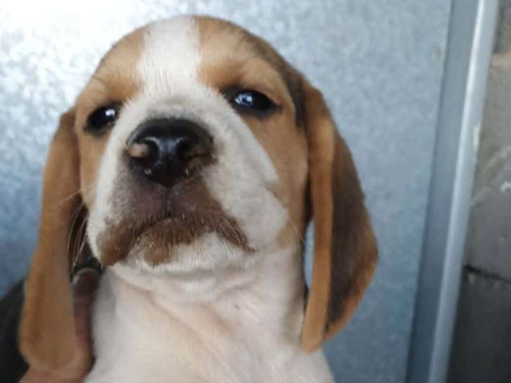 Chiots Beagle à vendre