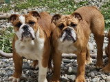Chiots Bouledogue Anglais à vendre