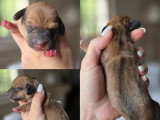 5 chiots Teckels Nains Poil Ras à réserver non LOF nés en mai 2026