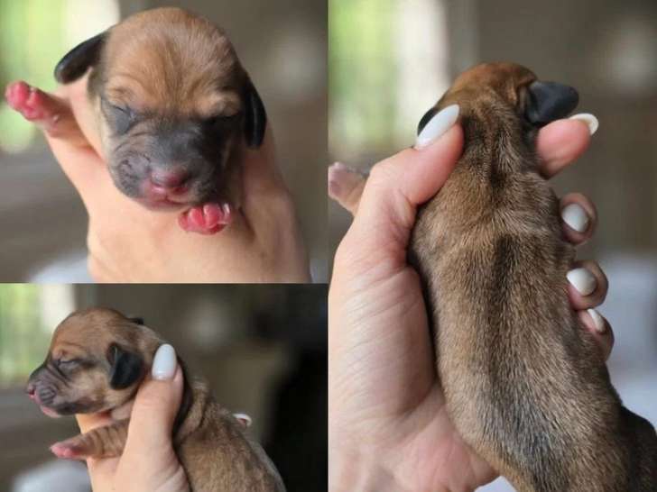 5 chiots Teckels Nains Poil Ras à réserver non LOF nés en mai 2026