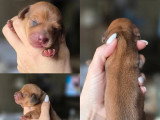 5 chiots Teckels Nains Poil Ras à réserver non LOF nés en mai 2026