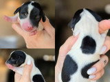 5 chiots Teckels Nains Poil Ras à réserver non LOF nés en mai 2026