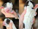 5 chiots Teckel Nain à Poil Ras non LOF à réserver