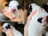 5 chiots Teckel Nain à Poil Ras non LOF à réserver